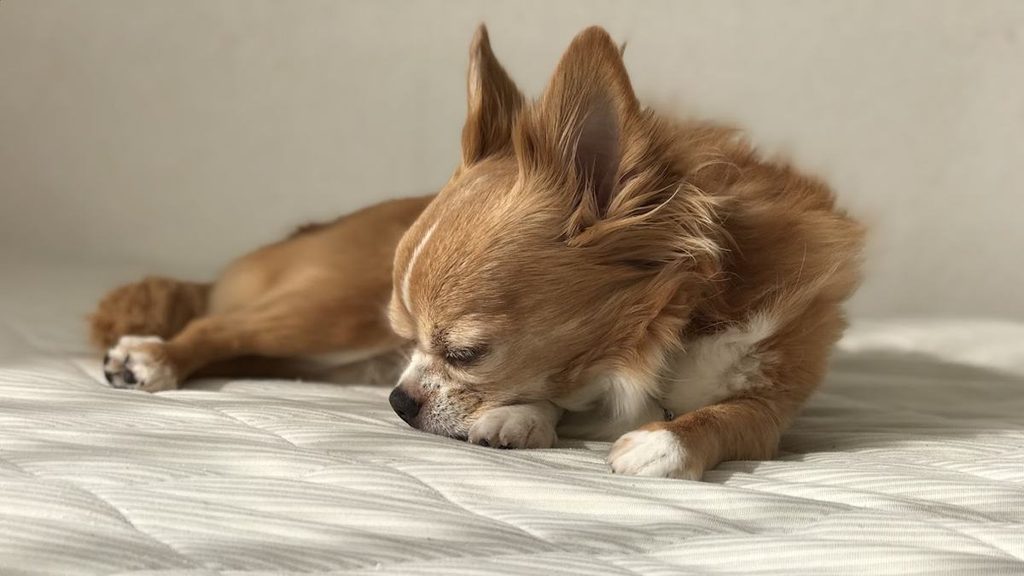 白い布団の上で横向きに眠るチワワ