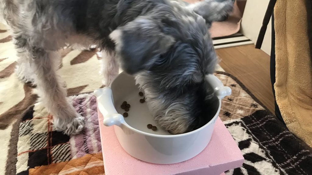 高さをつけた食器からドライフードを食べるミニチュアシュナウザー