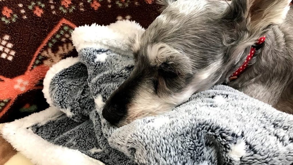 毛布に顔をうずめて眠るミニチュアシュナウザーの顔のアップ