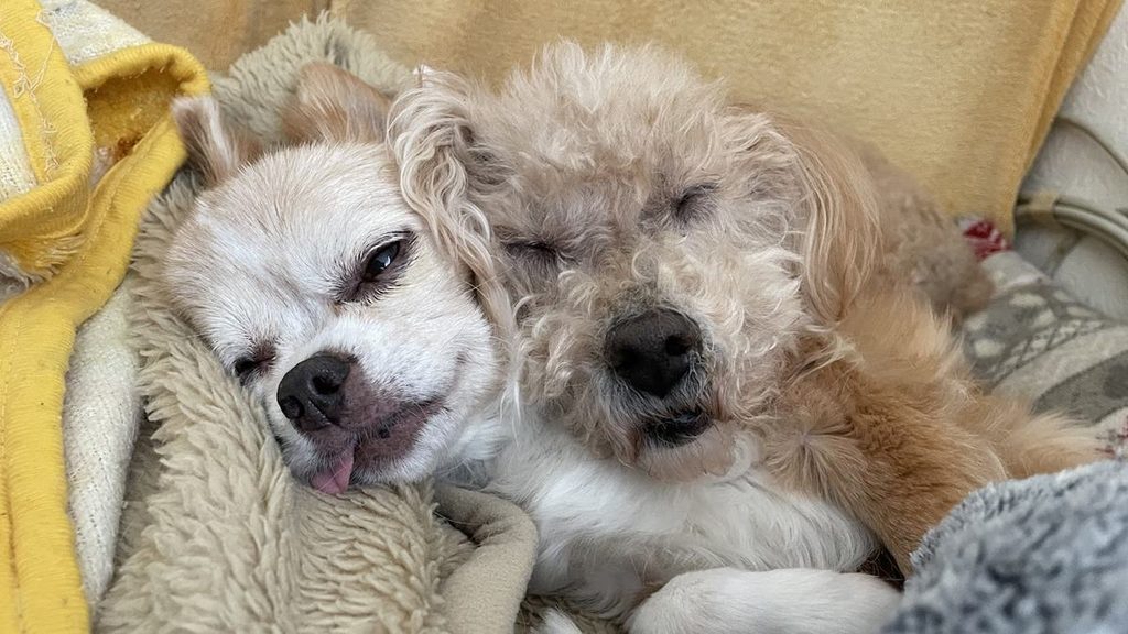 ベッドで寄り添って眠っているシニアのチワワとトイプードル