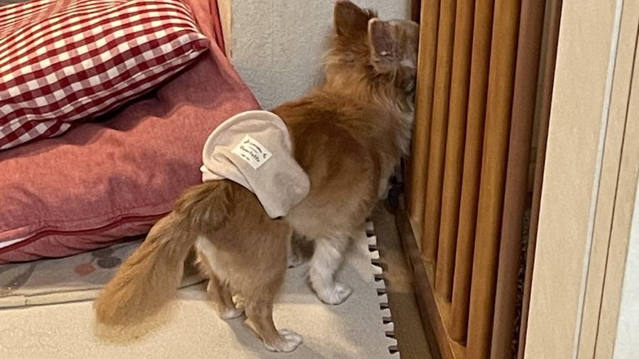 おむつを着けて室内で過ごしているシニアのチワワ