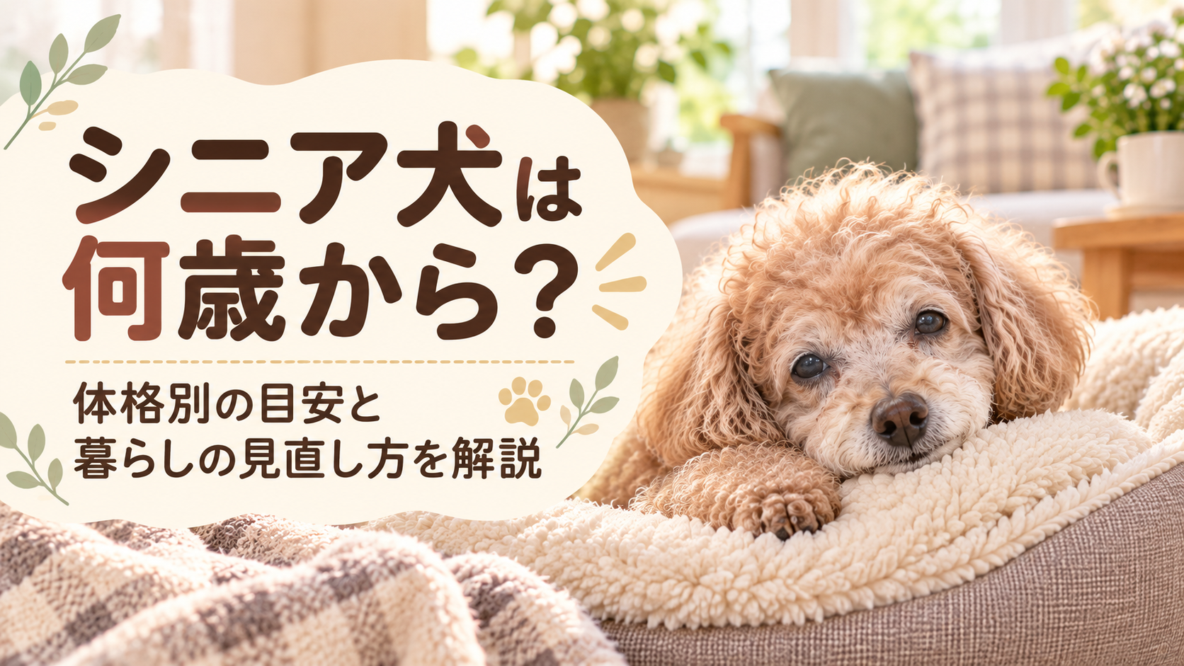 シニア犬は何歳からか、老化サインと暮らしの見直し方を紹介する老犬のトイプードル