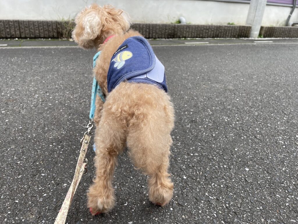 リードをつけて自分の足で道路を散歩するシニアのトイプードル