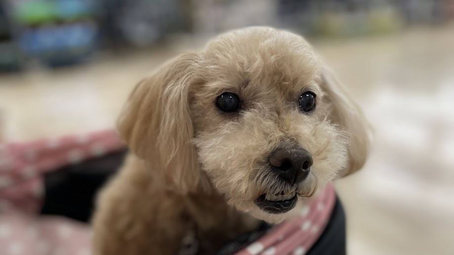 カートの中で正面を見ているシニア犬のトイプードル