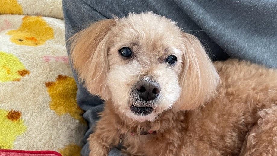 飼い主に体を支えられながらくつろぐシニアのトイプードル