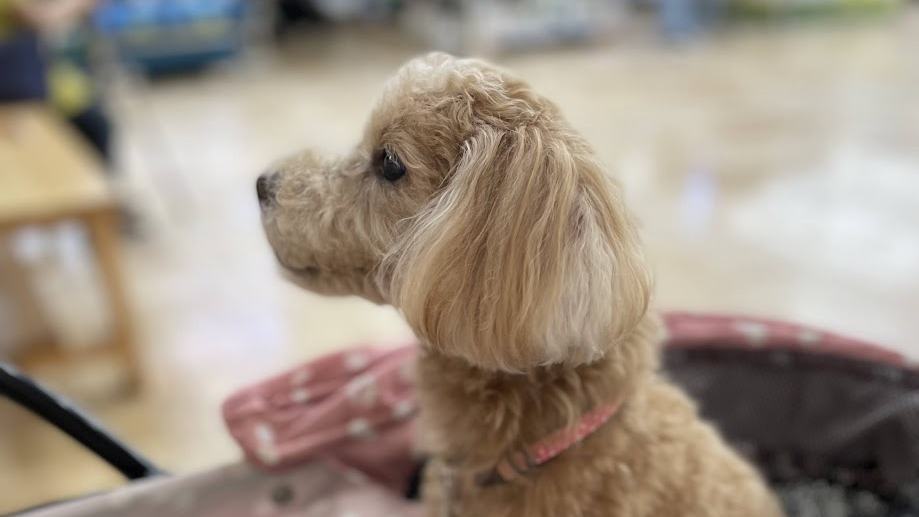 散歩中にカートに乗って休憩している17歳のシニア犬のトイプードル