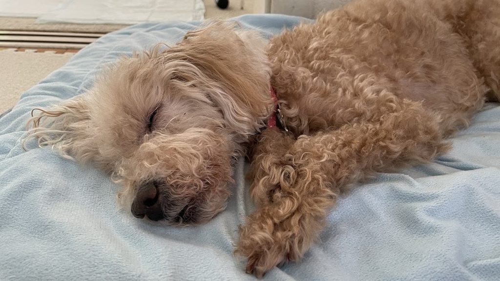 水色のクッションの上で横になって眠るシニアのトイプードル