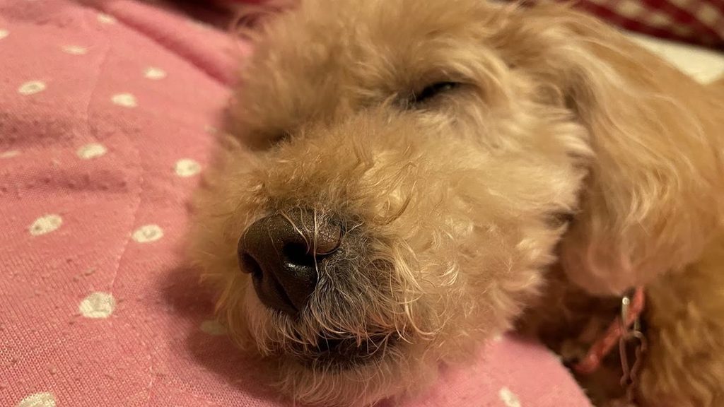 クッションに顔を乗せて眠っている17歳のシニア犬のトイプードル