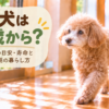 室内を歩くシニア犬と7歳から20歳までの年齢の目安