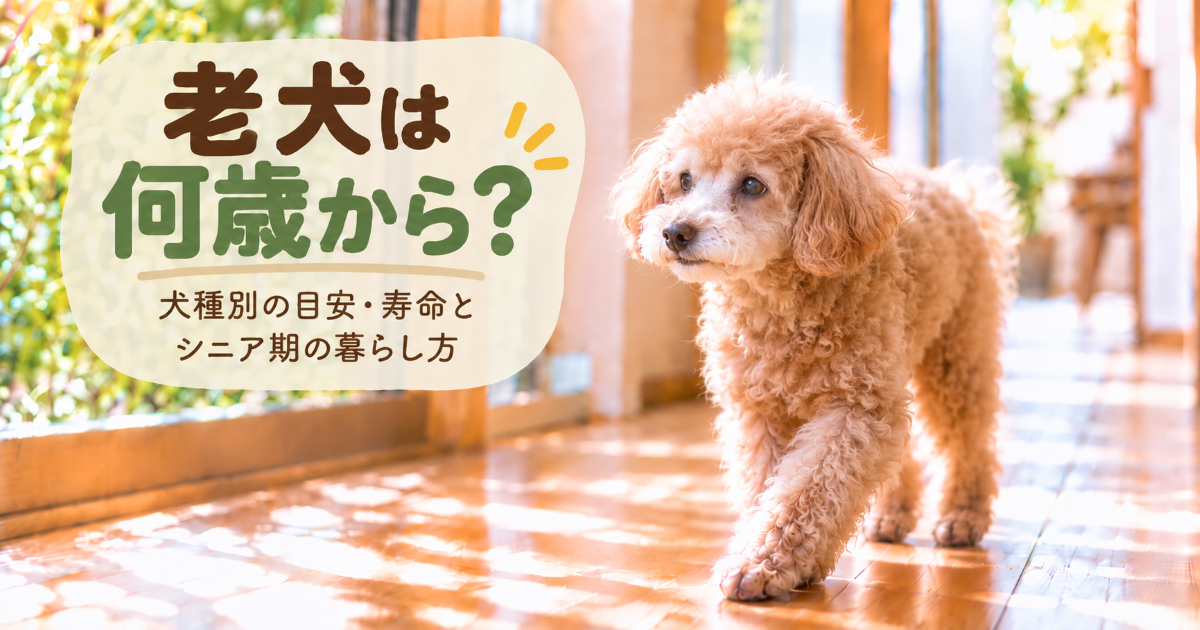 室内を歩くシニア犬と7歳から20歳までの年齢の目安